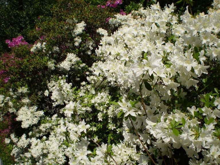 2008 05 Meyssac, le jardin botanique 04